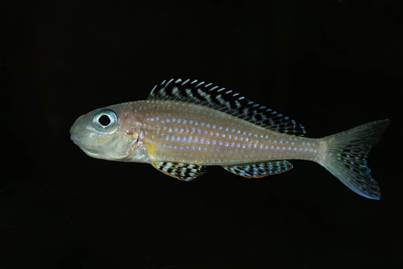 Xenotilapia papilio 'Tembwe Deux'